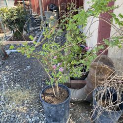 Guamuchil Tree