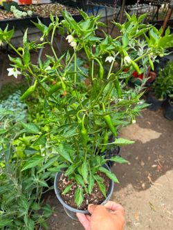 Chile de Árbol 🌶️🔥🔥