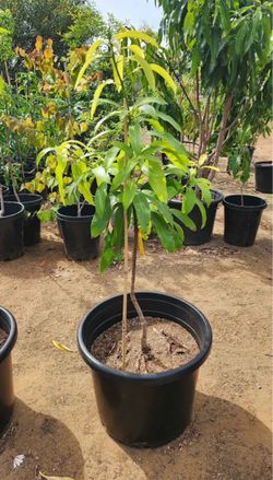Mango Super Alphonso