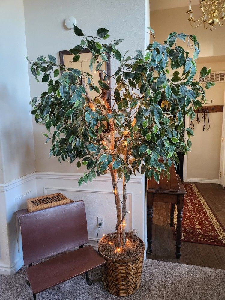 Artificial Ficus Tree With Lights for Sale in Woodinville, WA OfferUp