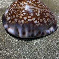 Large Cowries