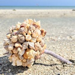 Seashell Decorative Or Bridal Bouquet For Beach Wedding