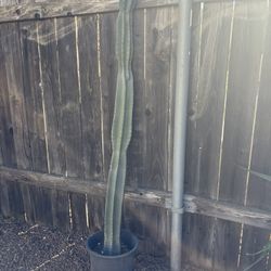 Huge Peruvian Apple Cactus, Fruit Bearing Cactus Peruvian Apple Large Potted Cactus Well Rooted