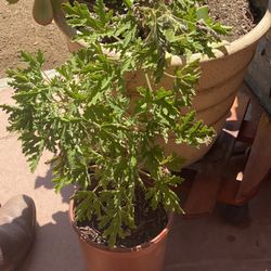 Cintronela Plant
