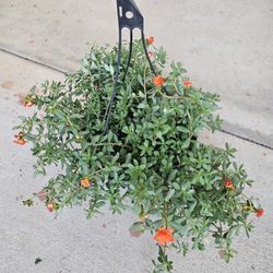 Purslane Beautiful And Healthy HANGING BASKETS PLANTS ARRIVED. $14 each