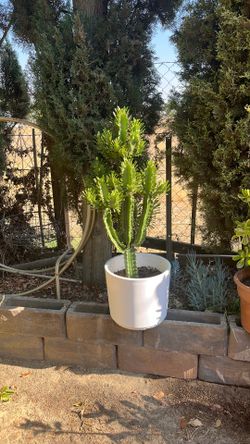 Large African Mill Tree (euphorbia, trigona) with modern white planter