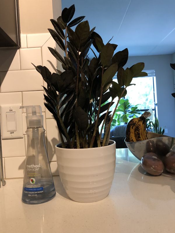 Raven Zz Plant For Sale In Orlando Fl Offerup Raven Zz Plant For Sale In Orlando Fl Offerup