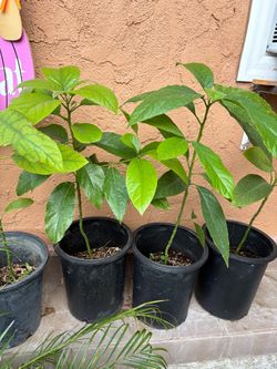 Avocado plants