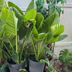 Big Nice elephant plant