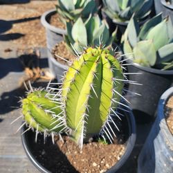 Cactus 