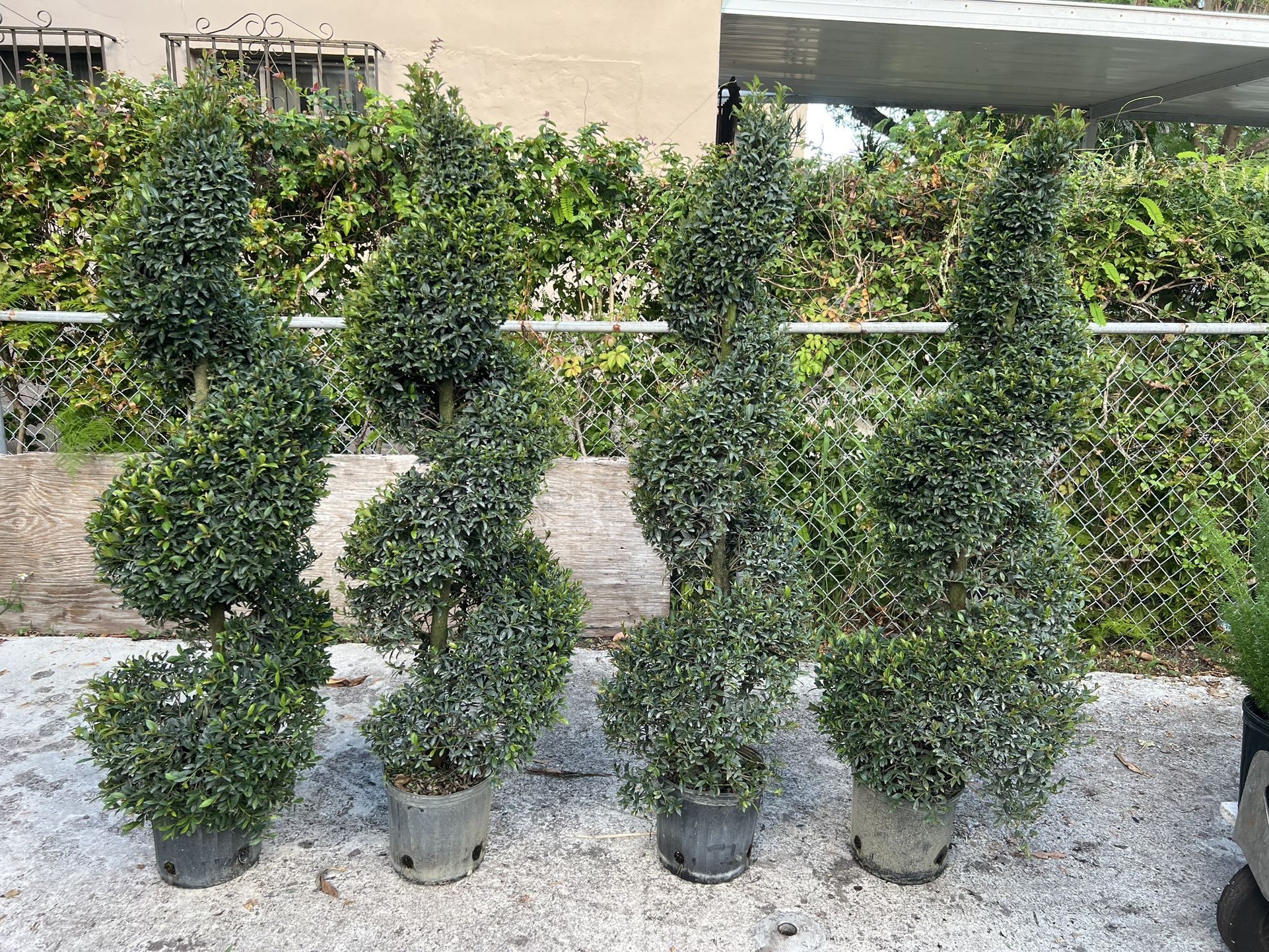 Spirals Topiary In 3 gls Pot. SPECIAL PRICEš¤©