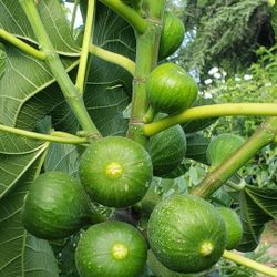 Fig  Tree