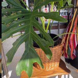 Plant 