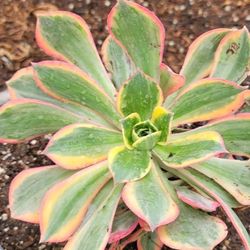Aeoniums Succulent 