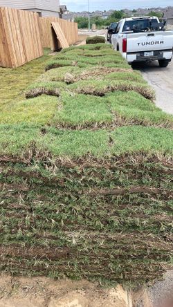 Bermuda grass