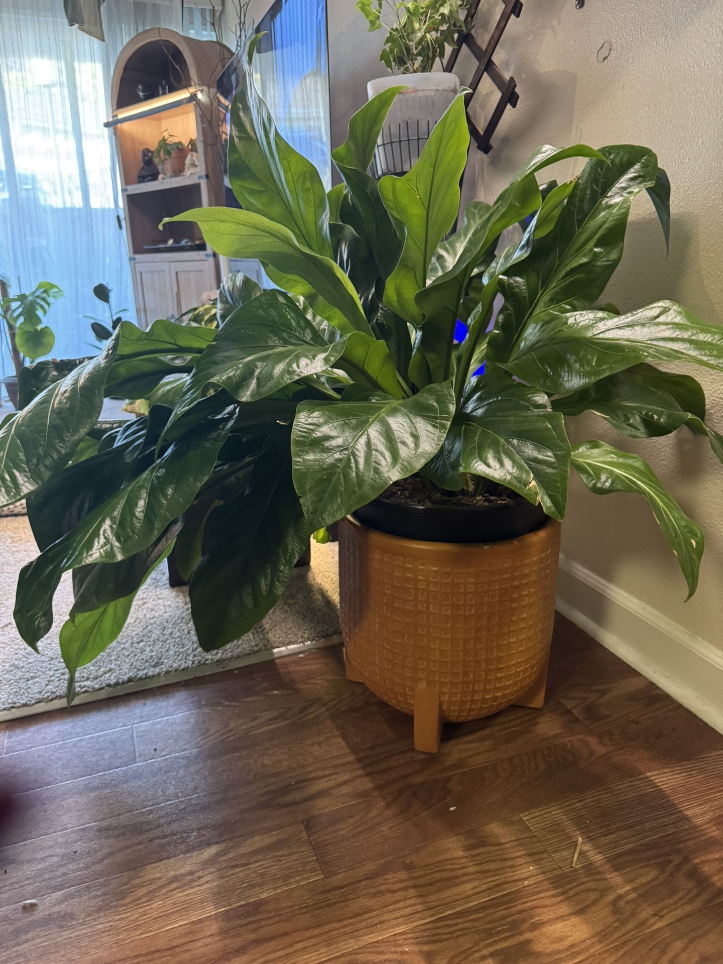 Plant- Large Jungle Bush