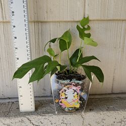 Rhaphidophora Tetrasperma Plant