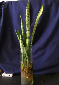 Indoor plants$10,$8 $6