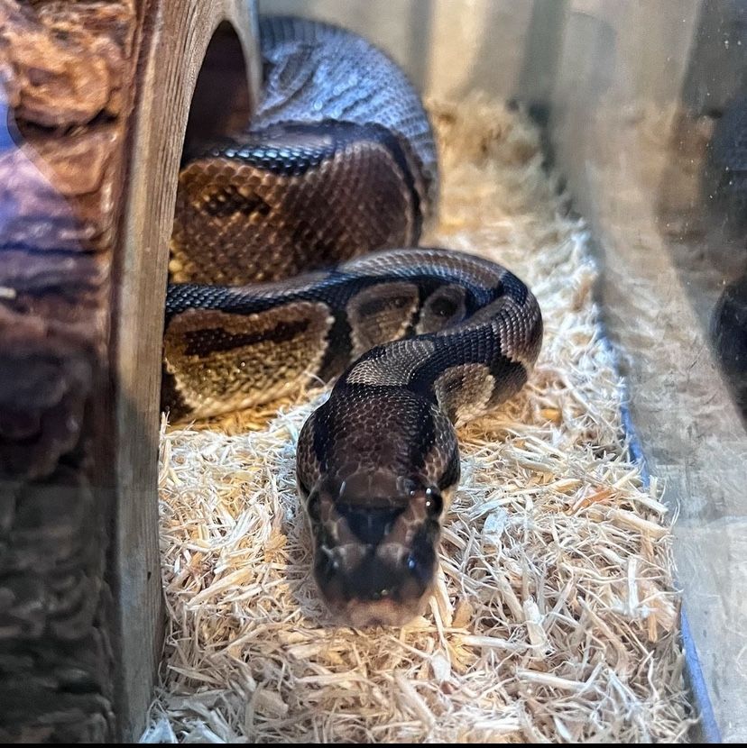 12 Yr Old Ball Python