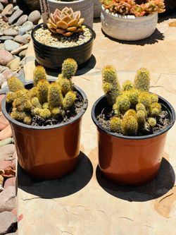 Mammillaria Elongata Gold Lace Cactus