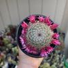 Señorina’s Garden