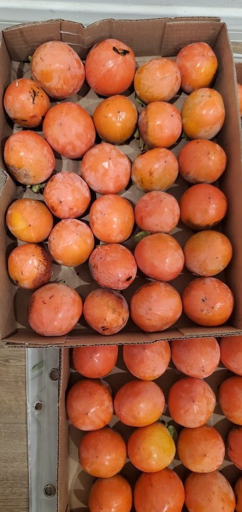 Premium Organic Persimmons