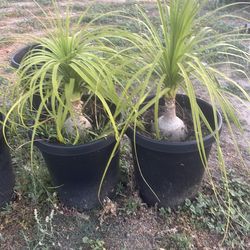 Ponytail palm