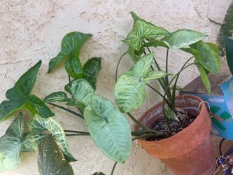 Syngonium