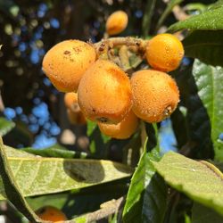 Loquat Season Back In Effect Now!!