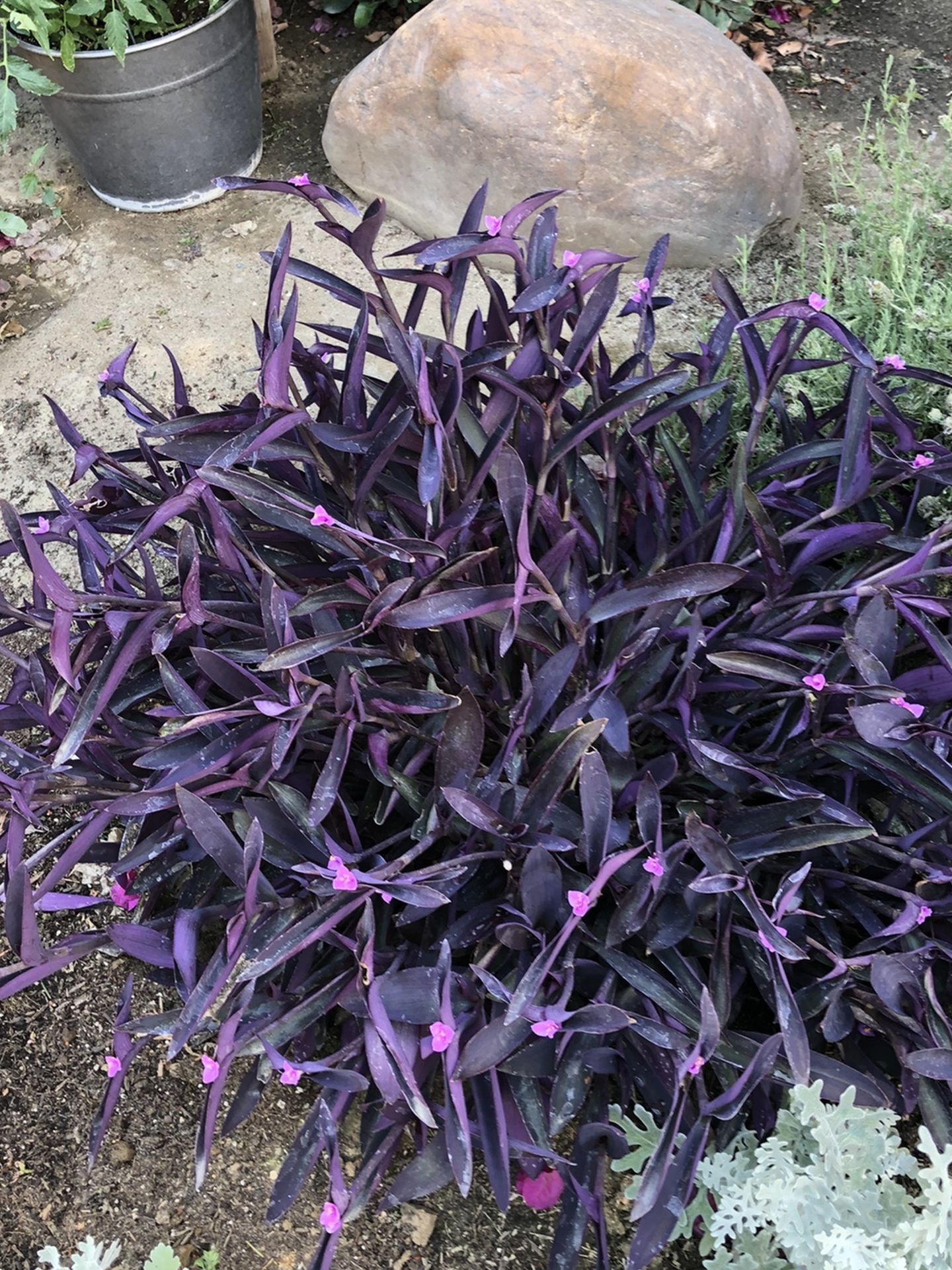 Purple Heart - Wandering Jew 10 plant cuttings 5 inches long for $10