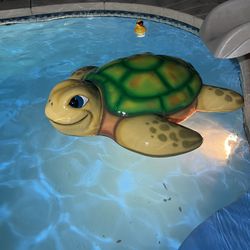 Pool Turtle