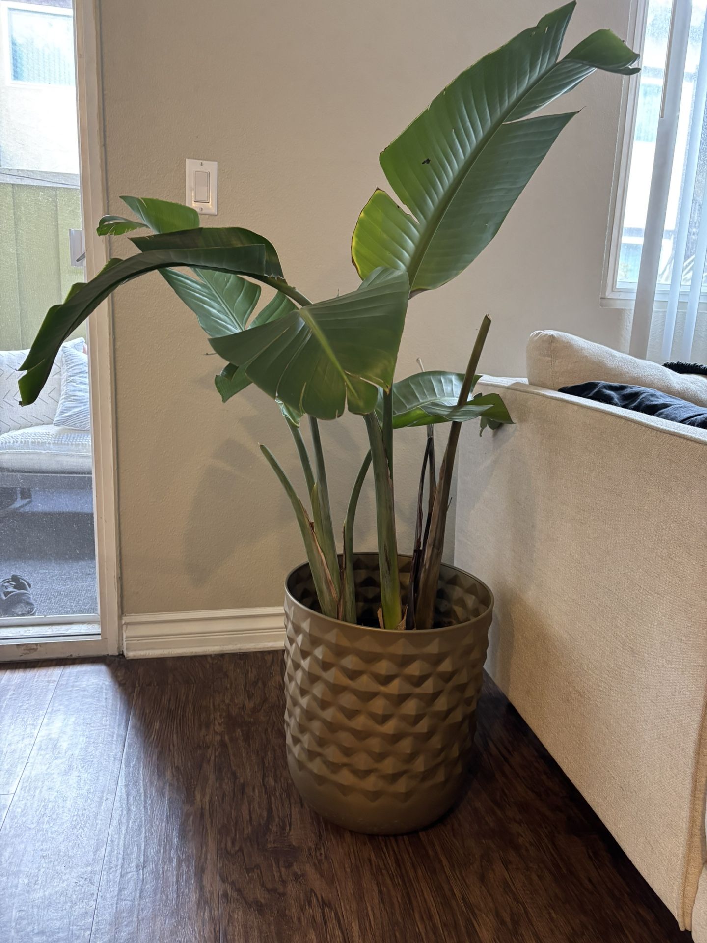 Plant And Pot