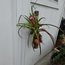 Beautiful Purple Flower Bromeliad/ Succulent Mounted On Real Wood From A Tree With Coconut Husk 2 Feet Tall Easy To Care For Partial Shade Or Morning 
