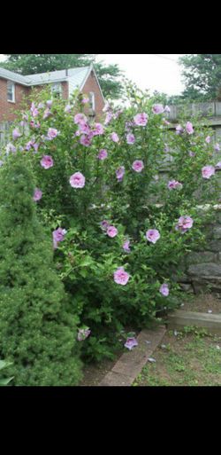 Rose of sharon bushes