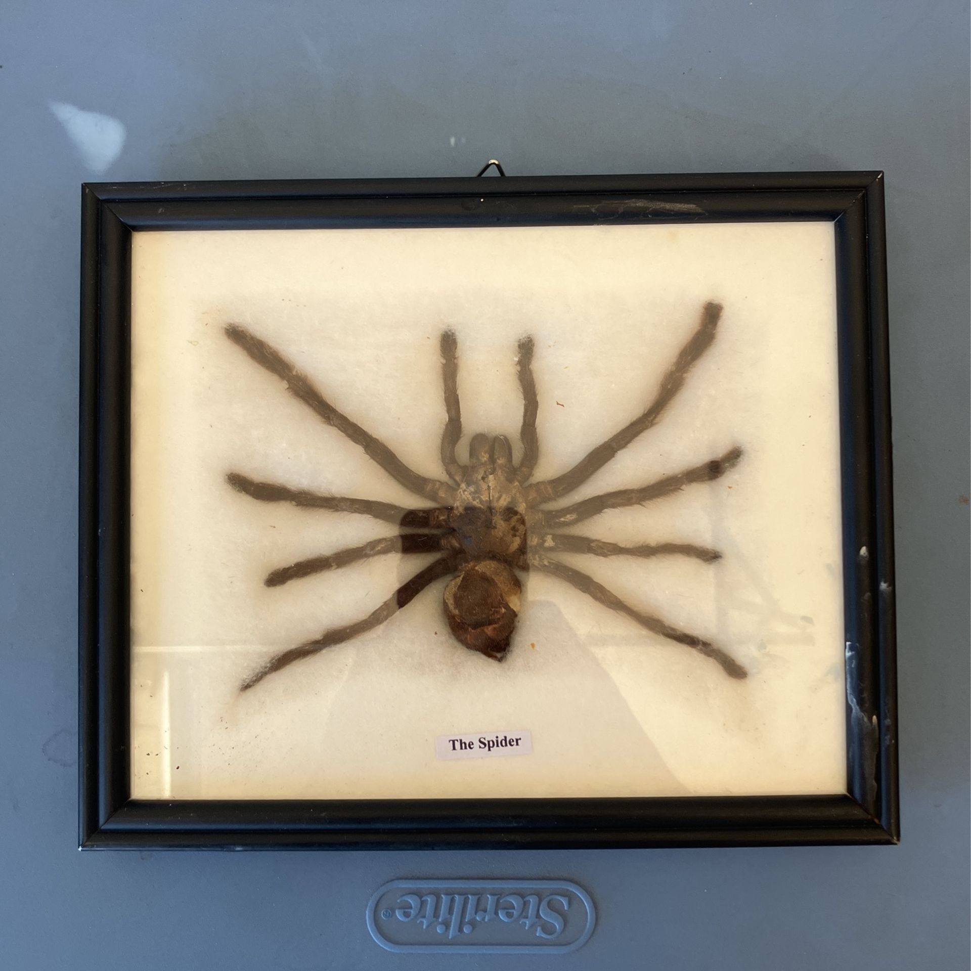 Spider