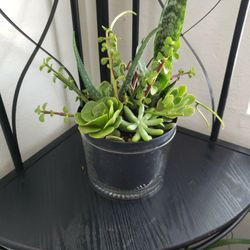 Succulents 