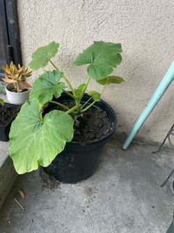 Pumpkin plant
