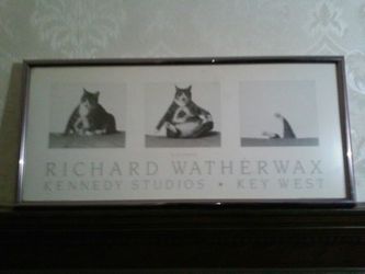Fat cat capsizing