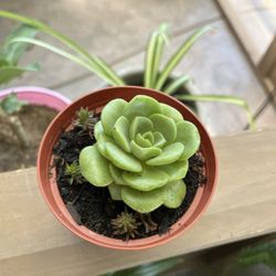 Plant 