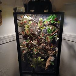Veiled Chameleon Cage Setup With Free Chameleon 