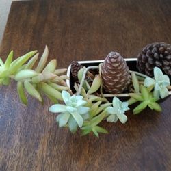 Plants Each $10 Or Give Me An Offer For All