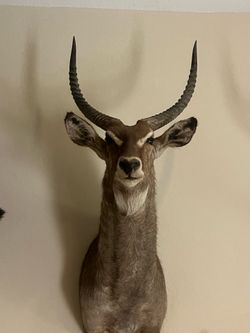 Defassa Waterbuck