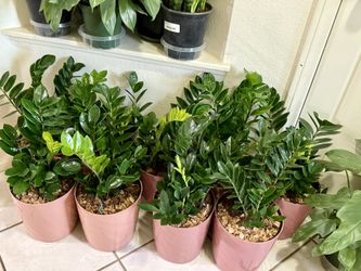 🩷DONE with FUSSY HOUSEPLANTS ? Grow the ZZ plant🩷