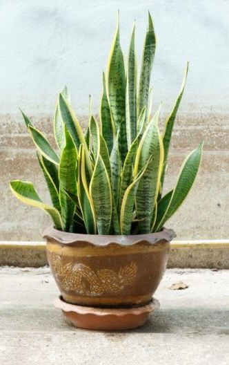 3 Snake Plant pups