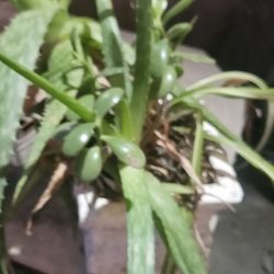 Angel Planter With Plants 