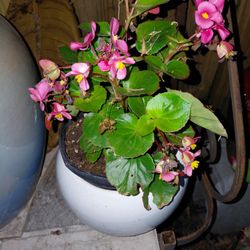 Ceramic Round White Houseplant Pot