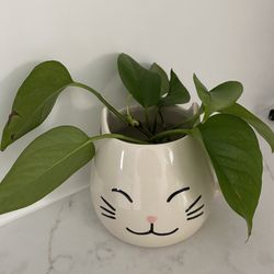 3 healthy rooted Pothos with cute kitty mug like new