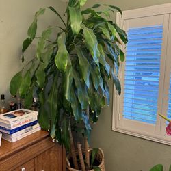 7ft House Plant