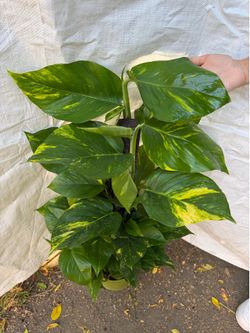 8” young Hawaiian Pothos
