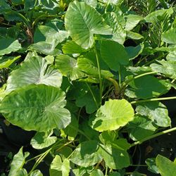 Alocasia Elephant Ear Plants 🌿 7gl $35